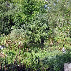 Africa-Saddle-billed Stork Exhibit