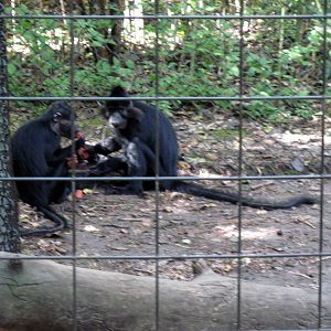 Africa-Black Mangabeys