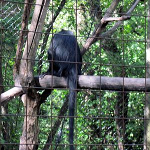 Africa-Black Mangabey
