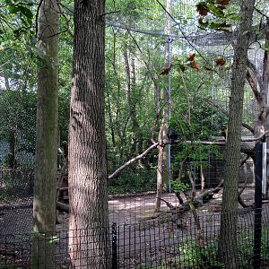 Africa-Black Mangabey Exhibit