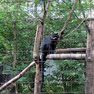 Africa-Black Mangabey
