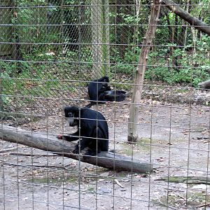 Africa-Black Mangabeys