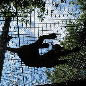 Africa-African Leopard