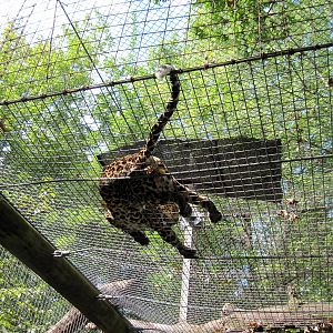 Africa-African Leopard