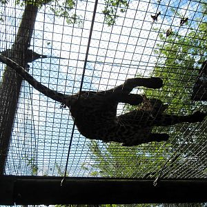 Africa-African Leopard