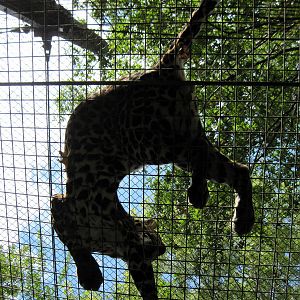 Africa-African Leopard