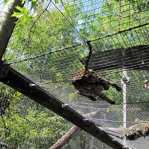 Africa-African Leopard