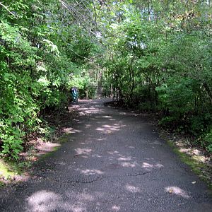 Africa-Congolese Forest