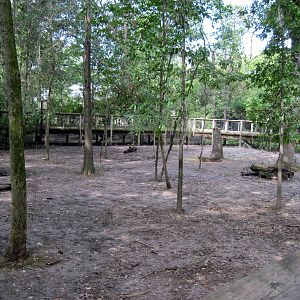 Africa-Bongo/African Crowned Crane Exhibit