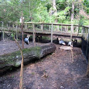 Africa-African Crowned Cranes