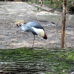 Africa-African Crowned Crane