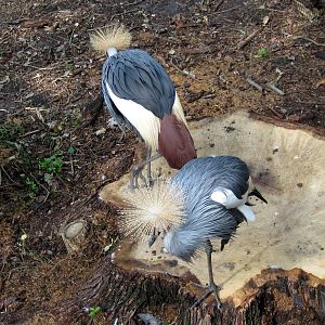 Africa-African Crowned Cranes