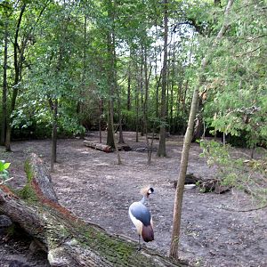 Africa-Bongo/African Crowned Crane Exhibit