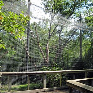 Africa-Red-capped Mangabey Exhibit
