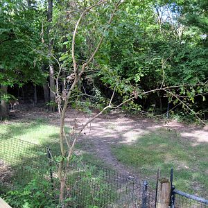 Africa-Yellow-backed Duiker Exhibit