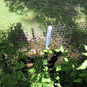 Africa-Yellow-backed Duiker