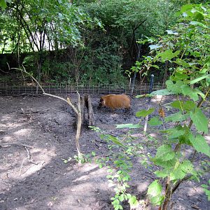 Africa-Red River Hog