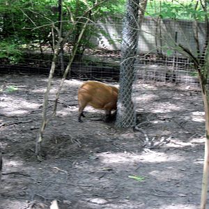Africa-Red River Hog