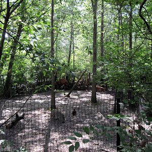 Africa-Red River Hog Exhibit