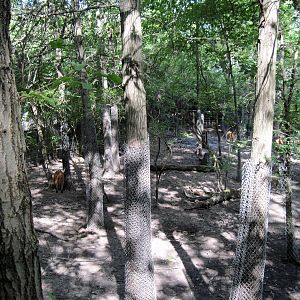 Africa-Red River Hog Exhibit