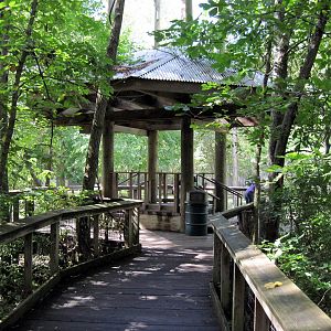 Africa-Western Gorilla Viewing Deck