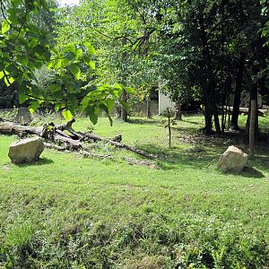 Africa-Western Gorilla Exhibit