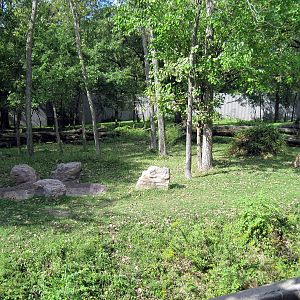 Africa-Western Gorilla Exhibit
