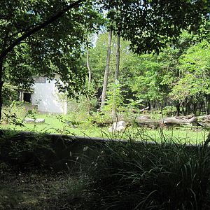 Africa-Western Gorilla Exhibit