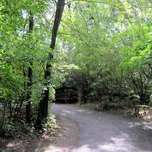 Africa-Congolese Forest