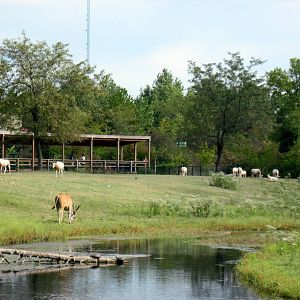 Africa-Common Eland and Scimitar-horned Oryxes