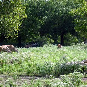 Africa-Common Elands