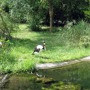 Africa-Saddle-billed Stork