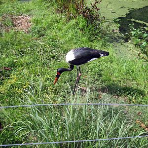 Africa-Saddle-billed Stork