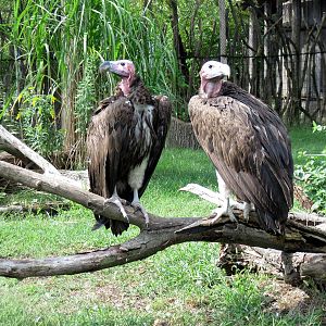 Africa-Lappet-faced Vultures