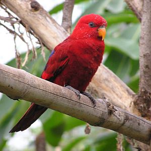 Red lory/ Eos bornea