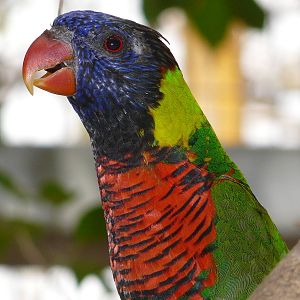 Rainbow lorikeet/ Trichoglossus haematodus haematodus