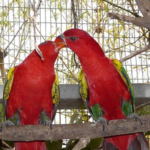 Yellow-backed chattering lory/ Lorius garrulus flavopalliatus