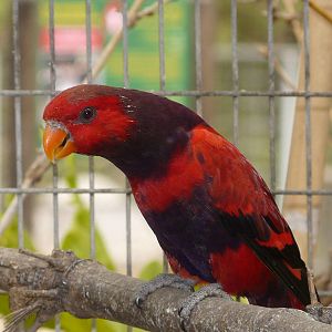 Violet-necked lory/ Eos squamata