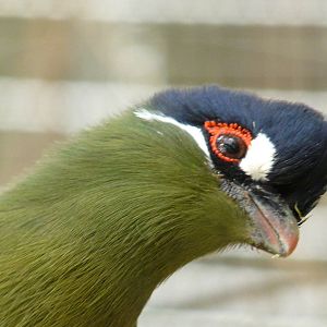 Hartlaub`s turaco/ Tauraco hartlaubi