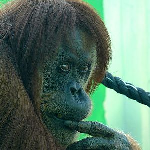 Sumatran orangutan/ Pongo pygmaeus abelii