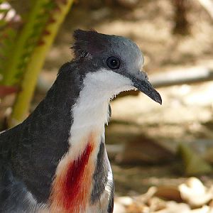 Bleeding heart pigeon/ Gallicolumba luzonica