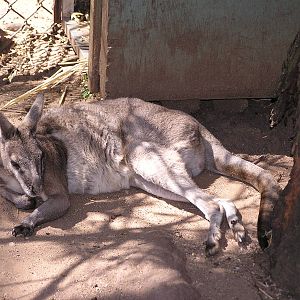 Bridled nailtailed wallaby/ Onychogalea fraenata