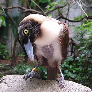 Lesser bird-of-paradise/ Paradisaea minor