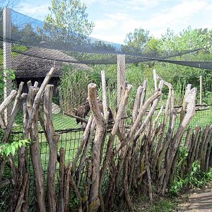Africa-Lappet-faced Vulture Exhibit
