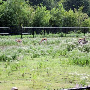 Africa-Springbok on Plains