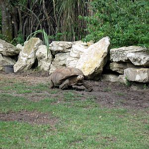 Africa-Aldabra Giant Tortoise