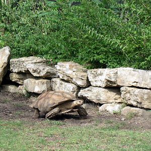 Africa-Aldabra Giant Tortoise