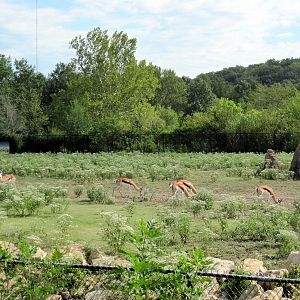 Africa-Springbok on Plains