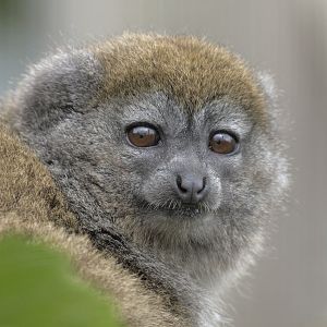 Alaotra bamboo lemur