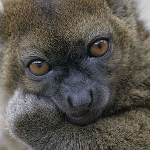 Broad-nosed gentle lemur crunching a biscuit